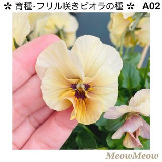 【A02】MeowMeow交配・フリルビオラの種（30粒）(その他)
