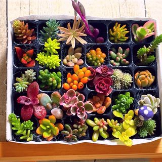【PP30 G26VK紫きのこピック】多肉植物　ミニミニカット苗　30マス(その他)