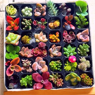 【PP36 G26PK桃きのこピック】多肉植物　ミニカット苗　36マス(その他)