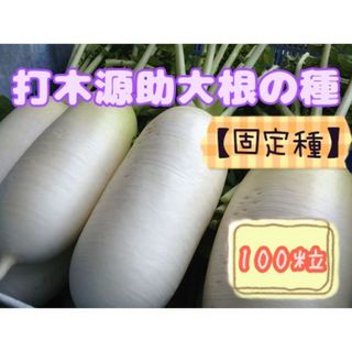 野菜の種【ダイコン】打木源助大根(野菜)