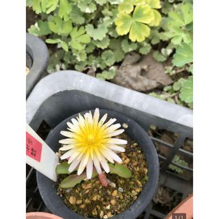山野草　緋紅タンポポ　20粒(その他)