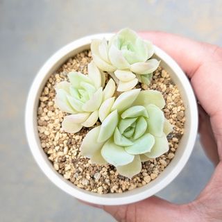 多肉植物　韓国苗　札落ち　発根済み(その他)