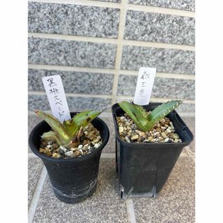 アガベ チタノタ 黒桃スペード子株 & 覇王竜(その他)