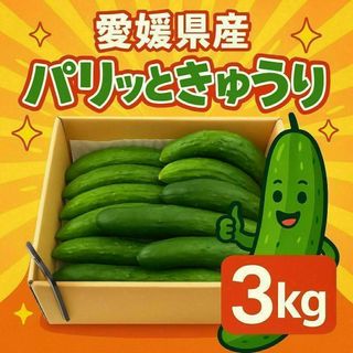 愛媛県産！クール便にて発送！パリッときゅうり 3Kg(野菜)