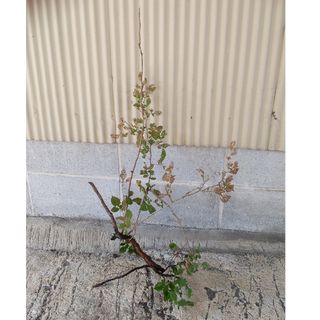 ナツハゼ 苗木(その他)