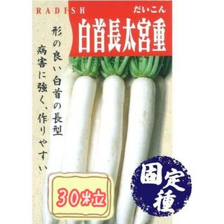 野菜の種【ダイコン】白首長太宮重(野菜)
