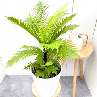 ブレクナム　シルバーレディ　2【現品】観葉植物　室内　7号