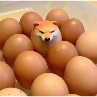 柴犬 たまご おもちゃ(犬)