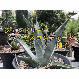 8月入荷  25粒 アガベ ジェントリー ラ・エスコンディーダ 種子 種(その他)