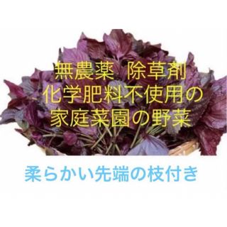 三重県産、自然栽培、紫蘇、しそ、赤紫蘇200g