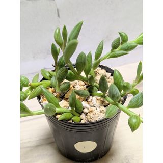 多肉植物　アーモンドネックレス　①(その他)