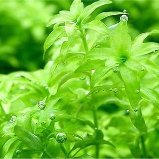 パールグラス　 水中葉12本 　5cm前後(アクアリウム)