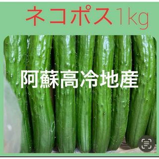 阿蘇高冷地産　きゅうり　ネコポス1kg(野菜)