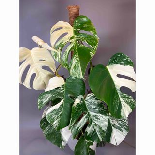 モンステラ斑入り ホワイトタイガー Monstera borsigiana 5
