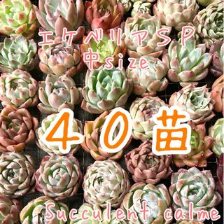 韓国苗 中ｻｲｽﾞMIX苗★４０苗詰め合わせ！交配苗など【多肉植物説明書】付き(その他)