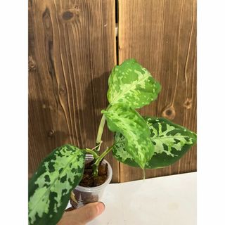アグラオネマ　ピクタム(その他)