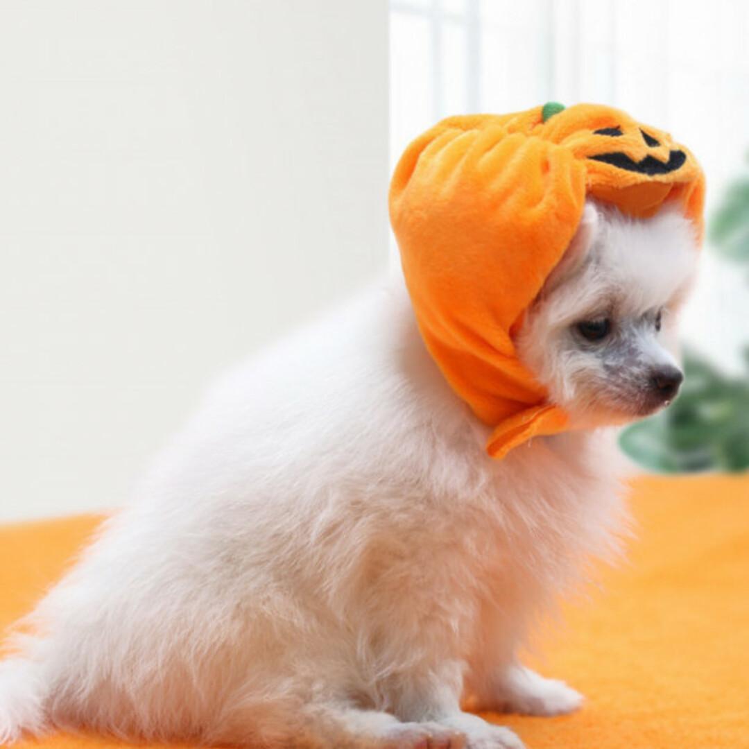 仮装 かぼちゃ帽子 ハロウィン 犬 猫 被り物 ペット服 コスプレ S その他のペット用品(犬)の商品写真