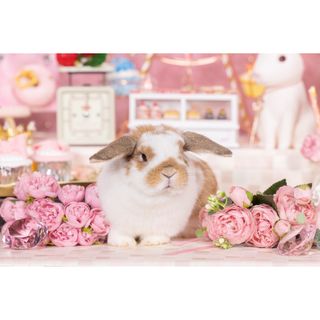 うさぎの写真