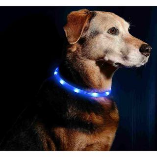 犬用 光る首輪 充電式 散歩 アウトレット品 ブルー //b6k(犬)