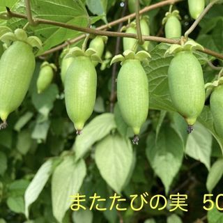 岩手県産　マタタビの実　ドングリ型　500g(野菜)