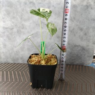 アロカシア グリーンベルト