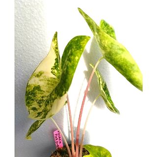 アロカシア  ピンクドラゴン