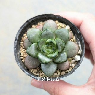 多肉植物　韓国苗　アメトルム　発根済み(その他)