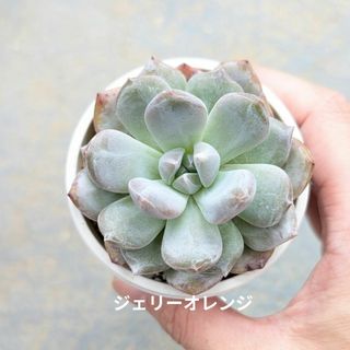 多肉植物　韓国苗　ジェリーオレンジ　発根済み(その他)