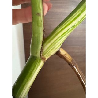 発根済み　極上親株の茎　斑入りモンステラ　ボルシギアナ　ホワイトタイガー　美茎(その他)