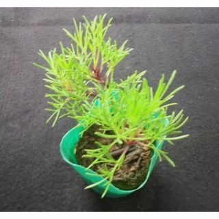 ハーブ　沖縄　ハママーチ・琉球よもぎ・健康・野菜・薬味・山野草・植物(その他)