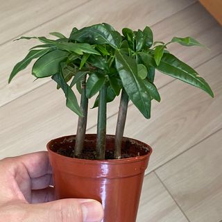 【❤️大人気観葉植物❤️】幹長パキラ　実生苗　３本セット　土付き　抜き苗(その他)