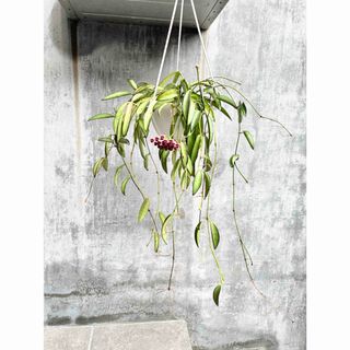 ホヤ　ロンギフォリア　鉢(その他)