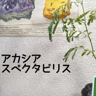 【第四種無料】アカシア スペクタビリス 苗木 オージープランツ シンボルツリー(その他)