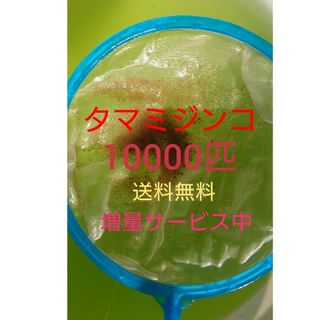 タマミジンコ　約10000匹 メダカの餌　グリーンウォーター　活餌(アクアリウム)