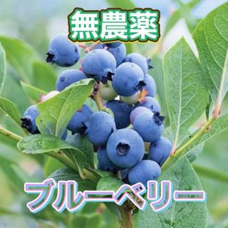 完熟ブルーベリー 約300g　農薬除去済　常温でも長持ち もちろん国産(フルーツ)
