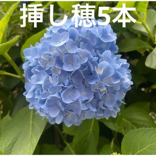 アジサイ挿し穂5本