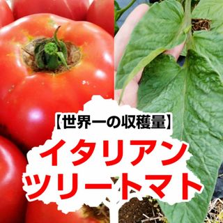 【世界一の収穫量】イタリアンツリートマトの種10粒（ほんのり塩味）(野菜)