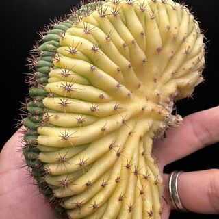 サマーセール品  綴化 柱サボテン トリコケレウス パチャノイ錦(その他)