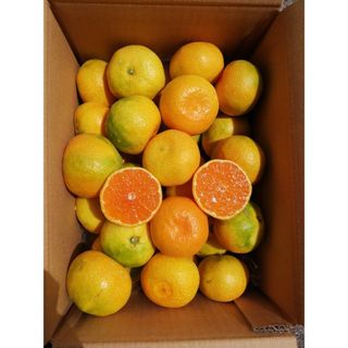 愛媛県産　ハウスみかん　箱込み約3kg  柑橘　ミカン(フルーツ)