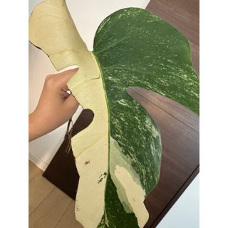 【発根済み】極太茎　斑入りモンステラ　最上級斑入り　ホワイトタイガー　美株(その他)