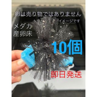 メダカ産卵床　10個 浮き付　コロたまボール　メダカ　飼育(アクアリウム)