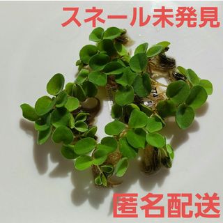 ♥️匿名配送 サルビニアククラータ♥️メダカビオトープ浮き草 無農薬(アクアリウム)