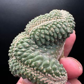 菊水 綴化(その他)