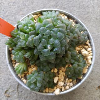 ハオルチア オブツーサ 2cm株 4つ 抜き苗(その他)