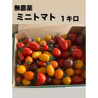 無農薬ミニトマト　１キロ(野菜)