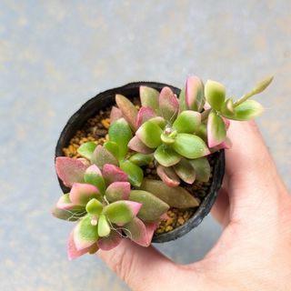 多肉植物　アナカンプセロス　桜吹雪　抜き苗(その他)