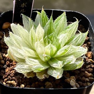 ハオルチア ボルシー錦②(その他)