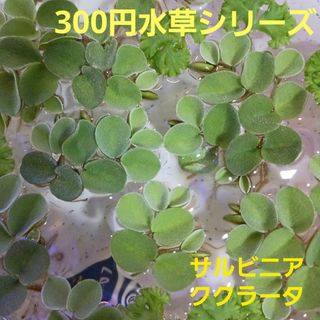 ☘️300円水草シリーズ サルビニアククラータ☘️無農薬ビオトープ水草 浮き草(アクアリウム)