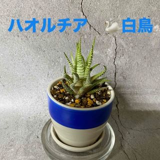 ハオルチア 白鳥  抜き苗(その他)