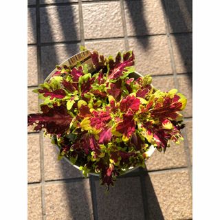 コリウス、バーニングレッド苗(プランター)